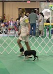Boston Terriers