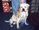 American Bulldog Breeder in  Michigan