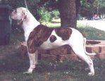 American Bulldog Breeder in  Michigan