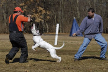 American Bulldog Breeder in  Michigan