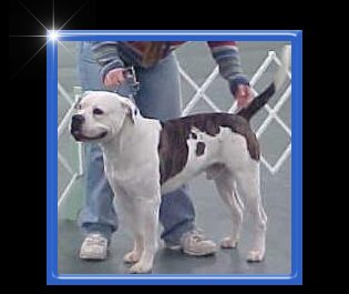American Bulldog Breeder in  Michigan