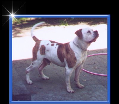 American Bulldog Breeder in  Michigan