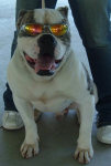 American Bulldog Breeder in  Michigan