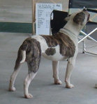 American Bulldog Breeder in  Michigan