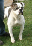 American Bulldog Breeder in  Michigan