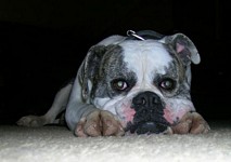 American Bulldog Breeder in  Michigan