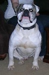 American Bulldog Breeder in  Michigan