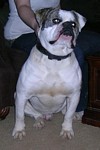 American Bulldog Breeder in  Michigan