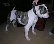 American Bulldog Breeder in  Michigan