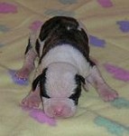 American Bulldog Breeder in  Michigan