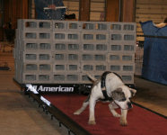 American Bulldog Breeder in  Michigan