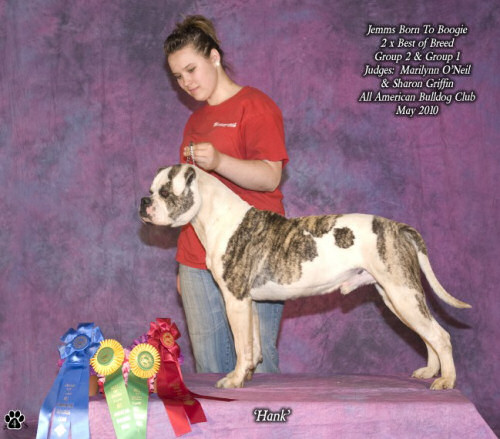 American bulldog male