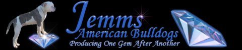 American Bulldogs bred for quality NOT quantity!  Breeding healthy, athletic, dogs who are excellent with children.