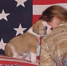 American Bulldog Breeder in  Michigan