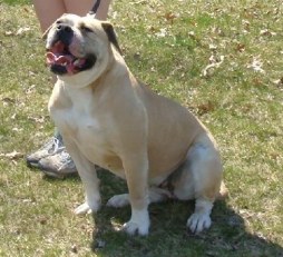 American Bulldog Breeder in  Michigan