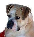 Jemm's American Bulldogs