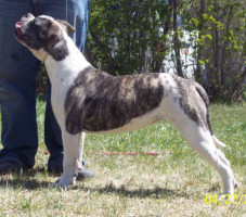 American Bulldog Breeder in  Michigan