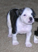 American Bulldog Breeder in  Michigan