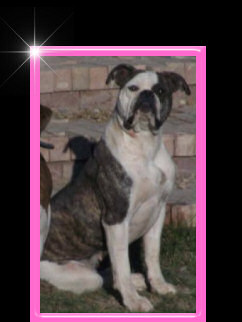 American Bulldog Breeder in  Michigan