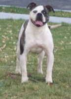 American Bulldog Breeder in  Michigan