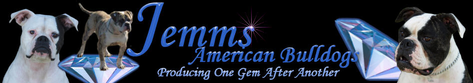 American Bulldog & Boston Terrier Breeder - Jemm's Kennels