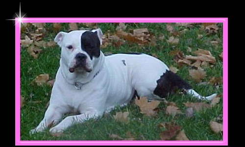 American Bulldog Breeder in  Michigan