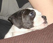 American Bulldog Breeder in  Michigan