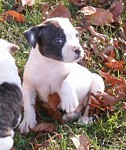 American Bulldog Breeder in  Michigan