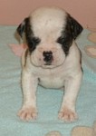 American Bulldog Breeder in  Michigan