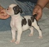 American Bulldog Breeder in  Michigan