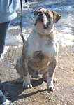 American Bulldog Breeder in  Michigan
