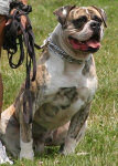 American Bulldog Breeder in  Michigan