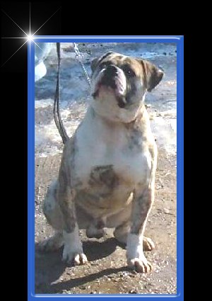 American Bulldog Breeder in  Michigan