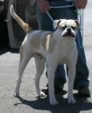 Jemm's American Bulldogs