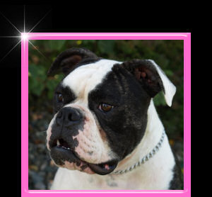 American Bulldog Breeder in  Michigan