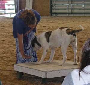 American Bulldog Breeder in  Michigan
