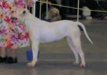 American Bulldog Breeder in  Michigan
